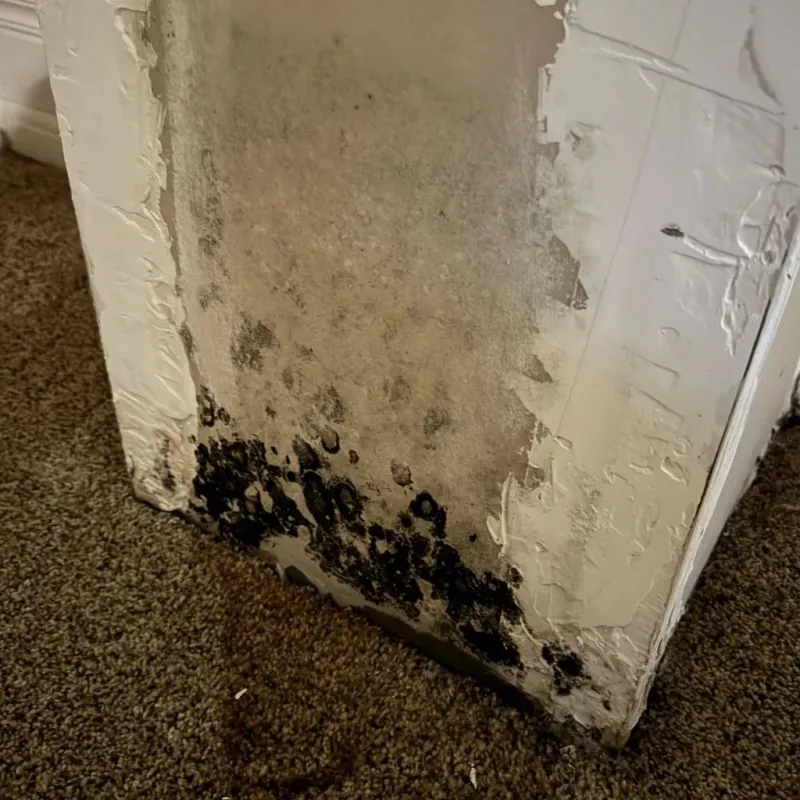 Professional Mold Removal in Williston, SC